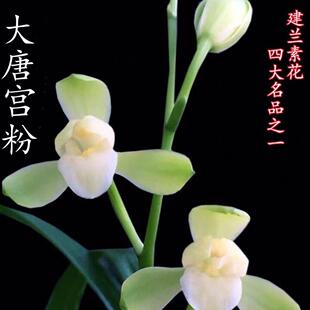 名贵建兰大唐宫粉洁白如玉花瓣带花苞浓香型室内绿植兰花盆栽花卉