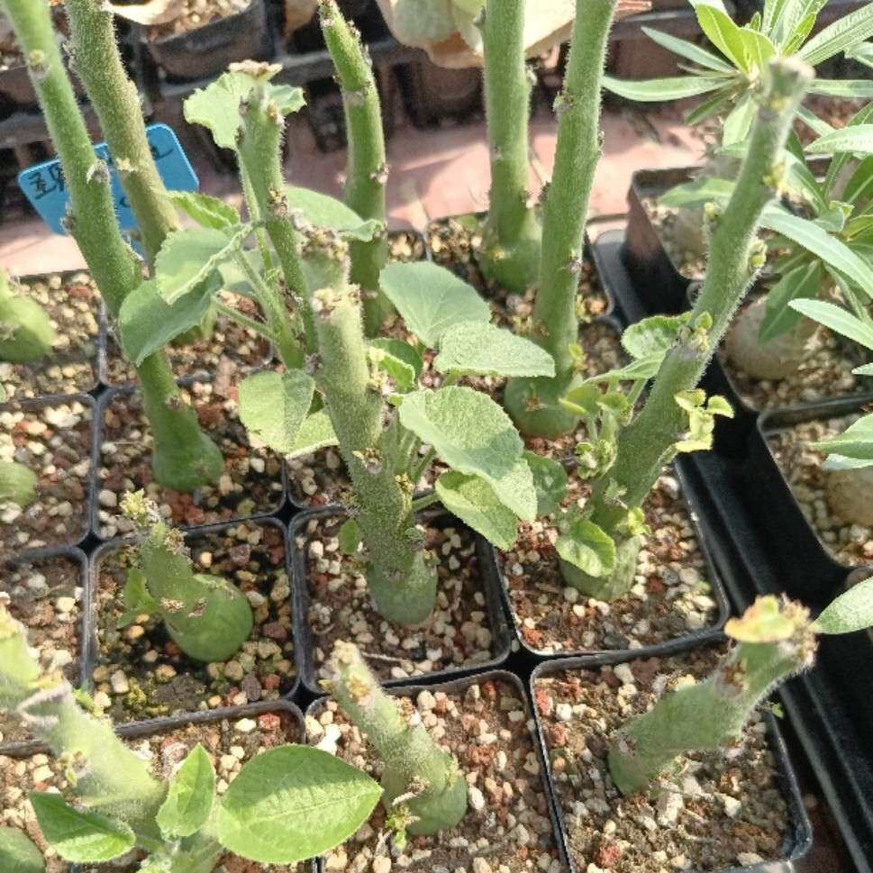 圣果西番莲 Adenia keramanthus 潮流块根多肉盆栽植物