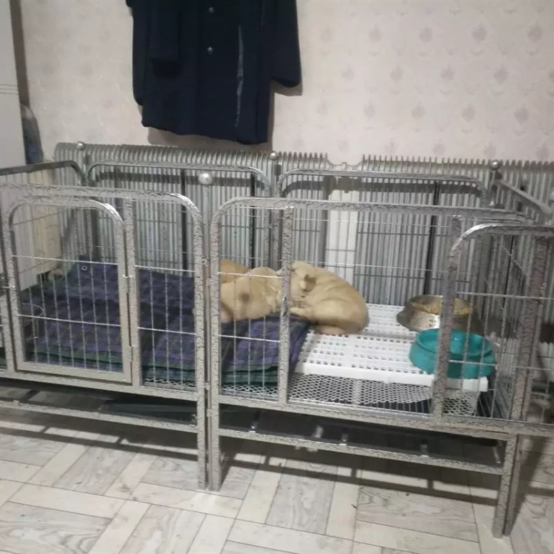 狗笼子190cm长加粗狗狗大跑床跑笼宠物方管笼大型笼展示笼观赏笼
