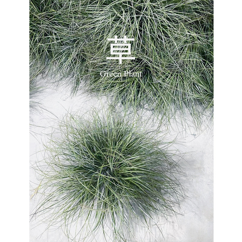 真绿植草垛草丛 室内植物景观造景搭配落地盆栽小草弯草蒲草堆