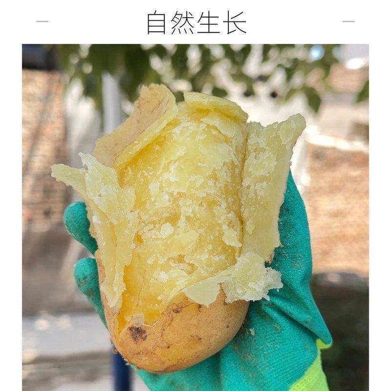 2026新鲜现挖高原土豆沙面黄心新鲜蔬菜炖肉炒菜开花好吃开花土豆
