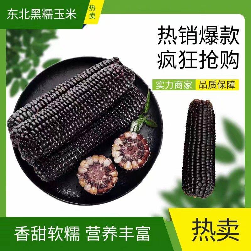 【整箱7-8斤】26年头茬东北黑色蓝莓糯玉米260-350克12棒试吃5棒D