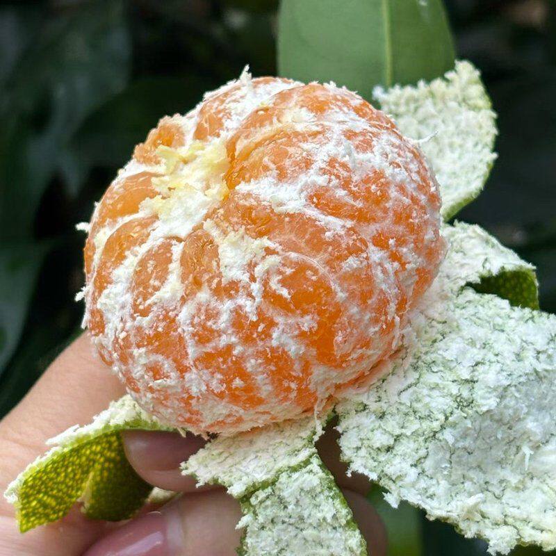 江西寻乌蜜橘青皮蜜桔皮薄多汁无籽现摘当季新鲜水果
