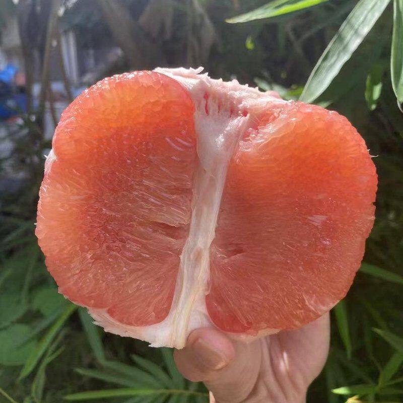 西双版纳红宝石柚子红心蜜柚产地直发树熟新鲜清甜鲜嫩多汁