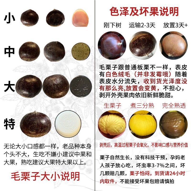 老树毛栗子本地老品种土栗子粉糯香甜好剥内皮自然落果(坏果包赔