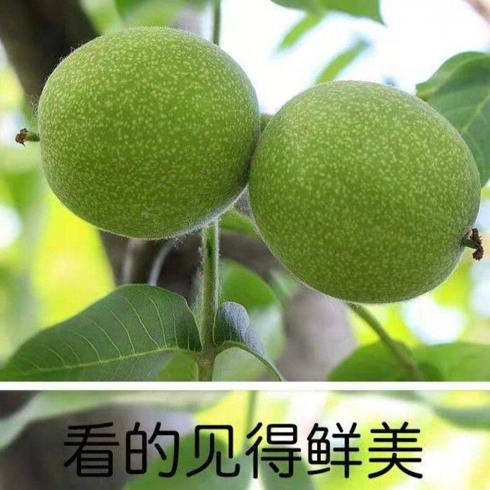 太行山鲜核桃新鲜核桃3斤5斤装薄皮核桃核桃新鲜