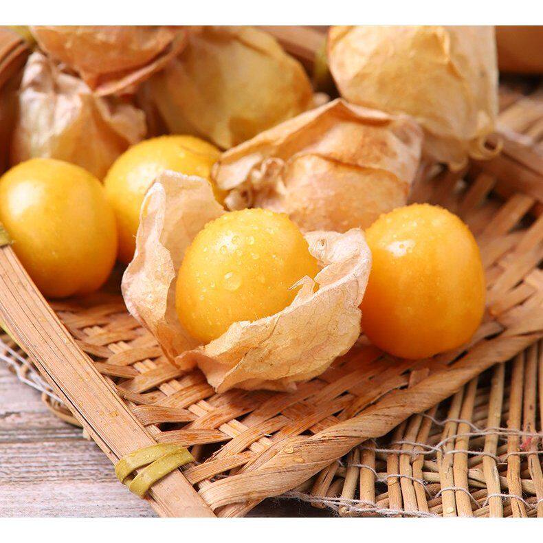 【东北新果】姑娘果菇娘果洋姑娘甜菇娘灯笼果姑娘水果花姑娘