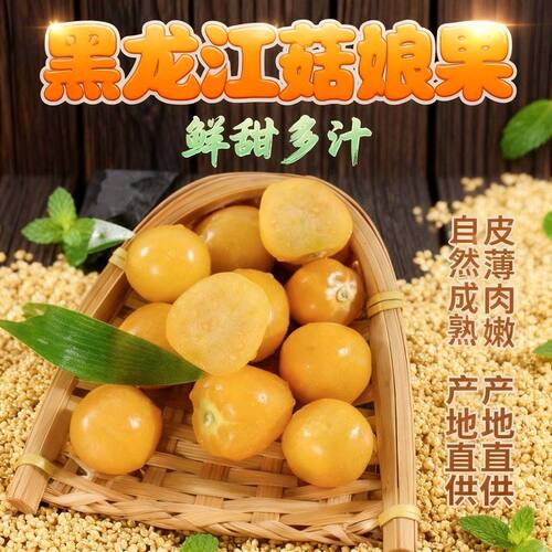 东北特产菇娘果灯笼果甜水果应季水果产地直发果园直发鲜甜多汁L