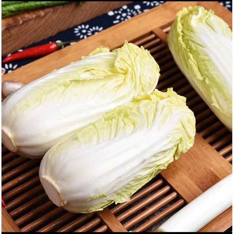 甘肃农家自种黄心娃娃菜清甜可口脆嫩爽口新鲜时令蔬菜火锅软糯