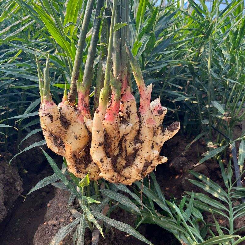 山东嫩姜新鲜仔姜子姜红芽生姜5斤现挖姜芽糖醋姜泡姜当季蔬菜