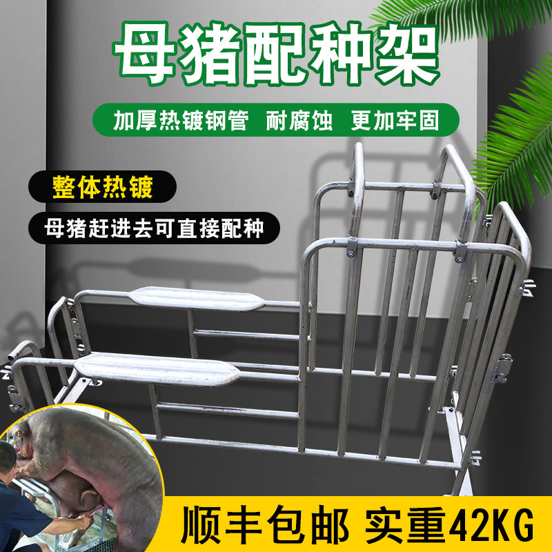 母猪配种架 猪用矮脚配种器母猪配种设备公猪用采精支架 配猪架子