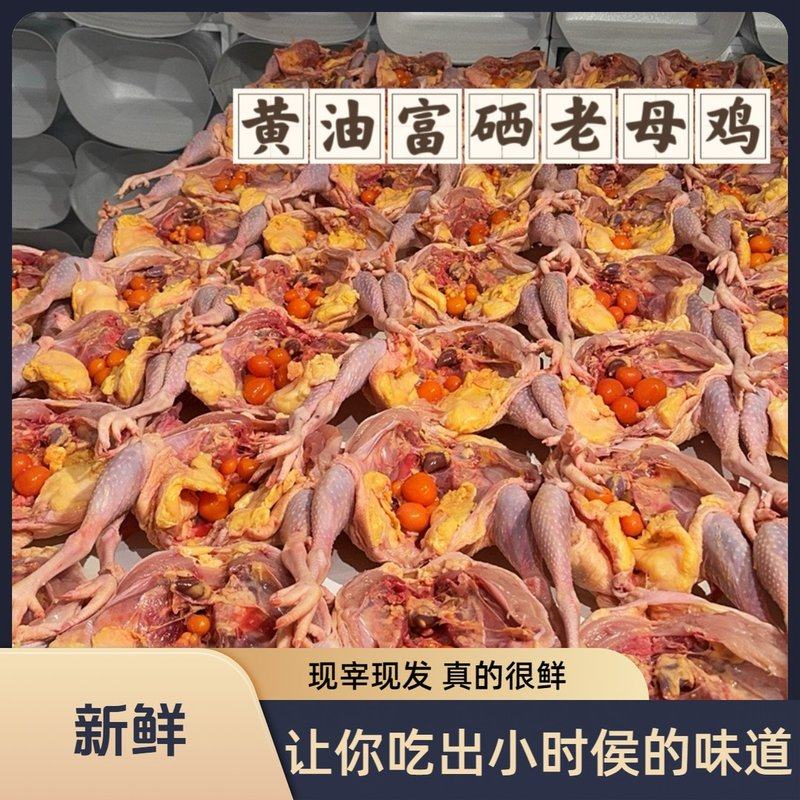 顺丰包邮湖北2年富硒黄油老母鸡三大只单只2.7斤以上煲汤绝绝子