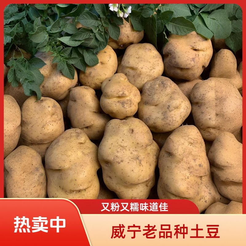 贵州威宁老品种米拉老黄心土豆大洋芋贵州洋芋新鲜马铃薯正宗洋芋