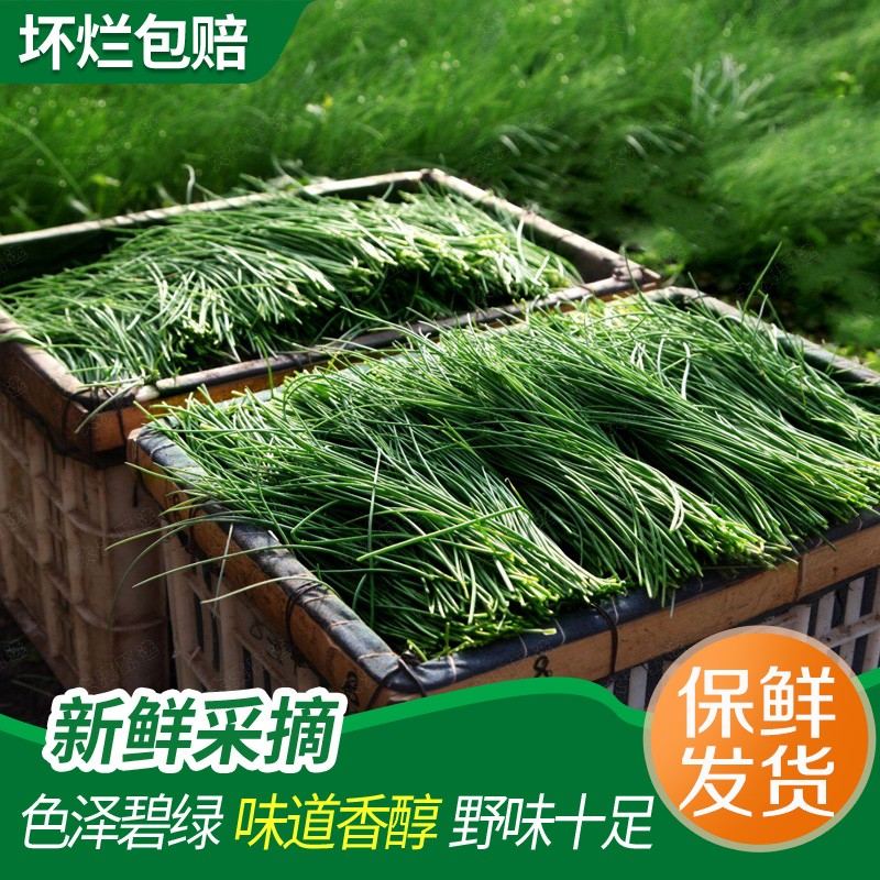 新鲜沙葱现采现发甘肃民勤特产农家野菜火锅饺子馅料顺丰京东包邮