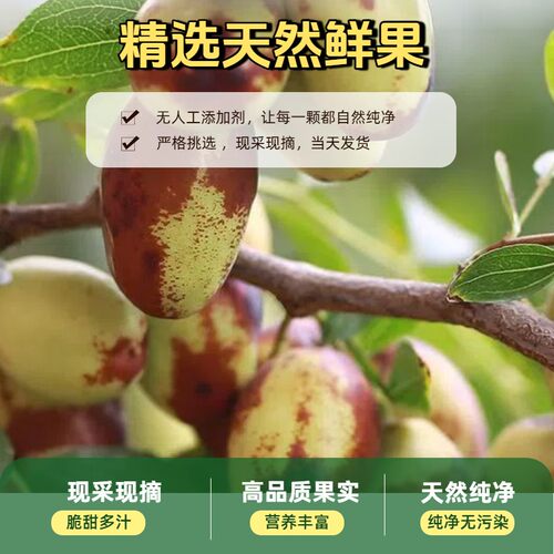 【顺丰速运】宁夏灵武长枣新鲜采摘皮薄肉厚脆甜多汁长枣水果