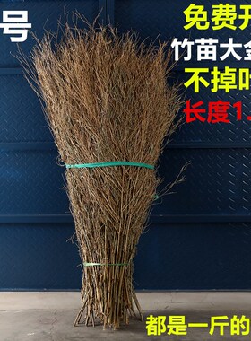 //竹枝子扫把竹苗竹叶子竹枝竹子竹条扫把头竹竹子头条装饰摆件手
