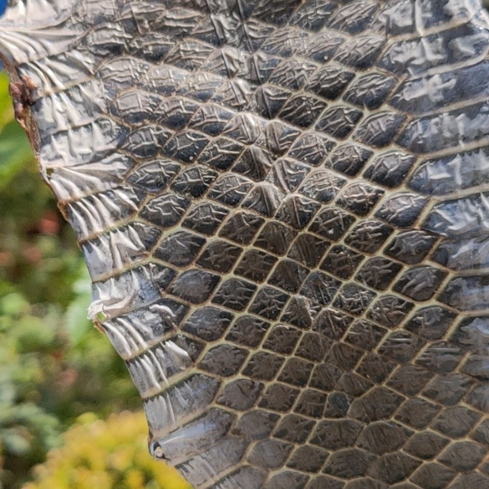 现货速发配件乌稍皮中段单块蛇皮京胡四胡蒙皮材料京胡四胡胡琴配