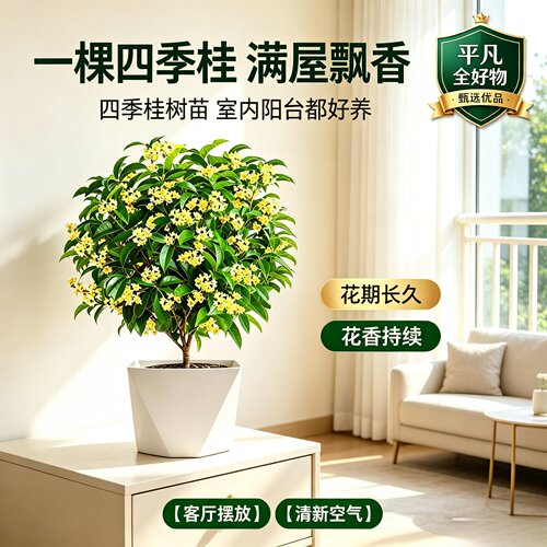 【四季桂树苗】易活桂花盆栽浓香型室内庭院好养种植简单栽种JL