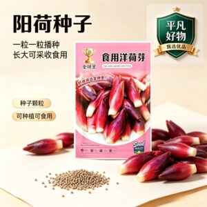 【下单立减50】新品食用洋荷种子四季种植家庭阳台小院盆栽地栽JL