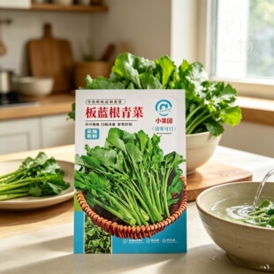 【板蓝根青菜种子】油苔菜种籽春夏秋四季种植蔬菜种孑JL
