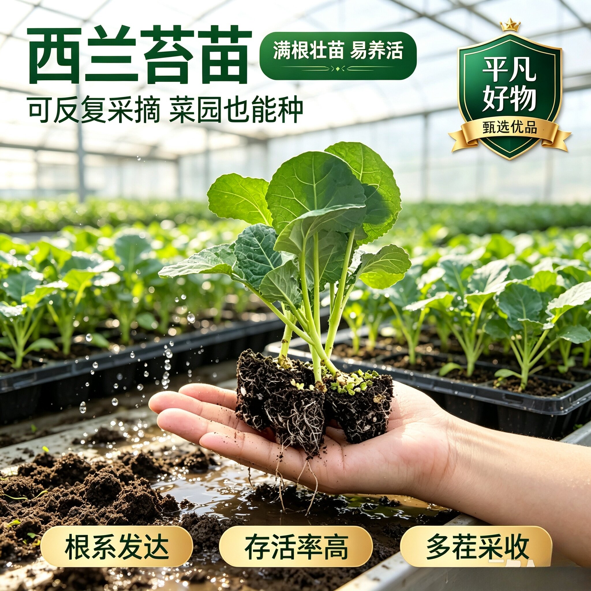 【多茬采收甜西兰苔苗】易种阳台盆栽农家高产耐热耐寒蔬菜种子JL