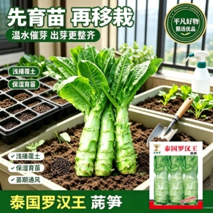 四川罗汉莴笋种籽圆叶粗壮莴苣鸡腿莴笋四季播耐热南方蔬菜种子JL