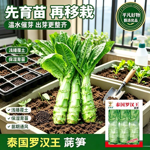 四川罗汉莴笋种籽圆叶粗壮莴苣鸡腿莴笋四季播耐热南方蔬菜种子JL