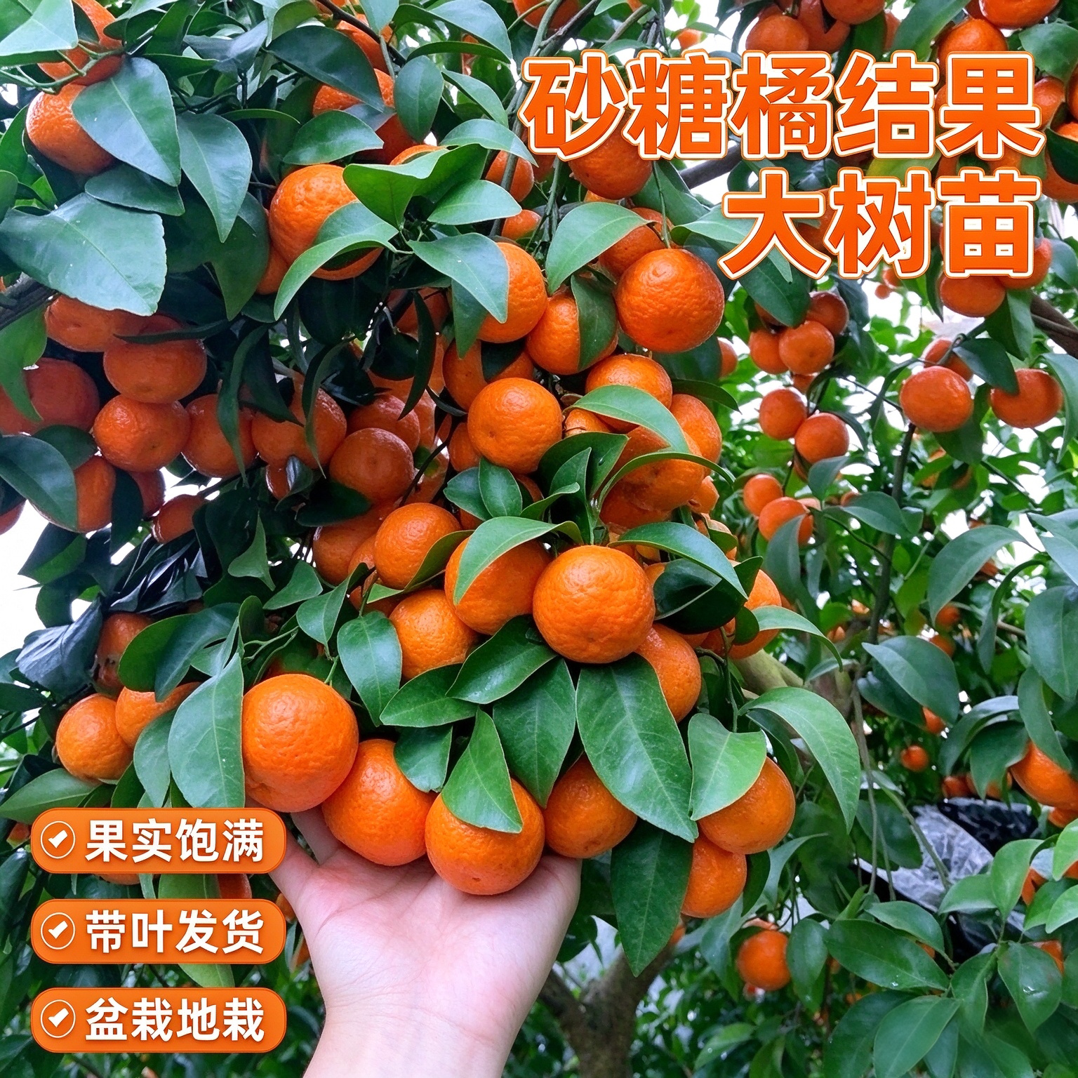 【砂糖橘树苗】嫁接苗薄皮无籽盆栽地栽阳台庭院种植yz