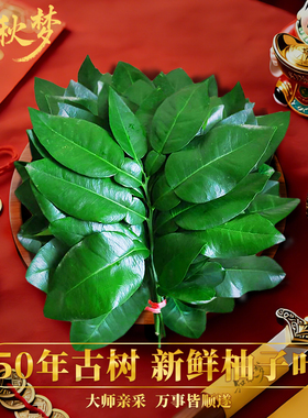 知秋梦/新鲜柚子叶带枝大叶祈福专用碌柚叶乔迁沐浴出狱网红同款