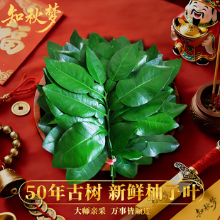 知秋梦/新鲜柚子叶带枝大叶祈福专用碌柚叶乔迁沐浴出狱网红同款
