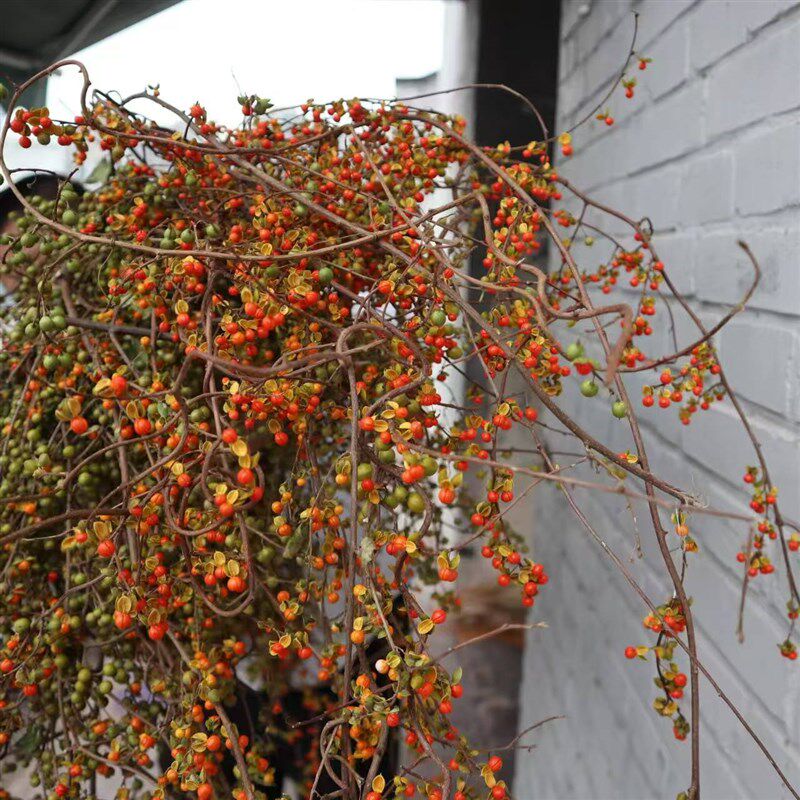 南蛇藤天然植物藤条枝软装民宿插花干花花束树枝装饰桌面侘寂风