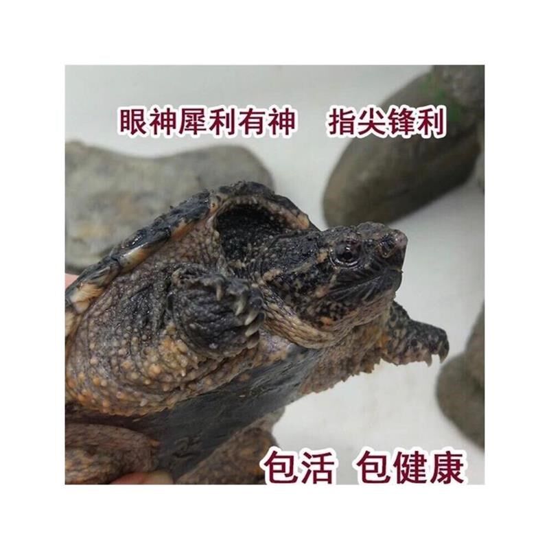 苗鳄龟凶鱼猛鳄龟鳄龟爆刺杂佛纯佛宠鳄物龟观赏龟X北美小龟新款