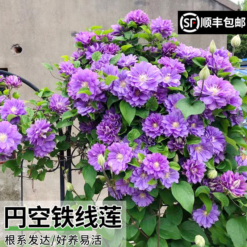 円空铁线莲花卉盆栽庭院魔法喷泉丰花爬藤阳台花卉盆栽大花多季
