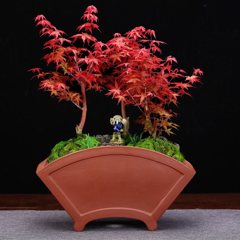 宜兴紫砂花盆精品大号扇形盆景客厅桌面古典高档老桩兰花文竹包邮