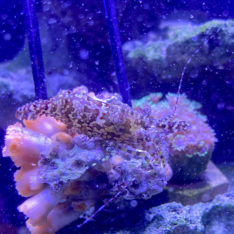 海水除藻残渣不伤珊瑚清洁观赏虾黄点玻璃虾绵羊虾机械虾薄荷虾