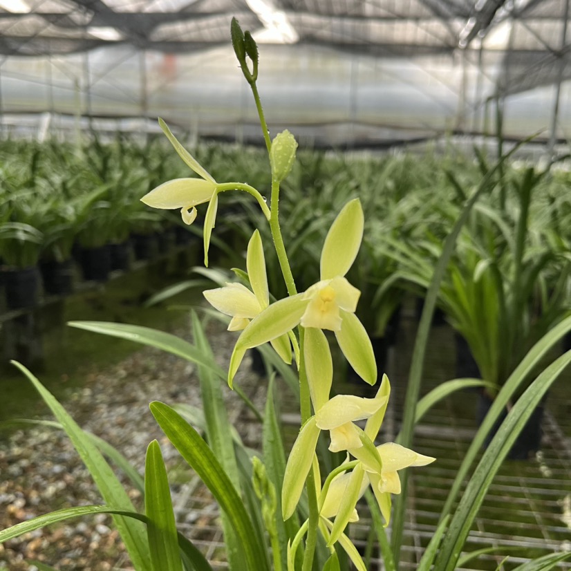 建兰大荷素带花剑浓香型