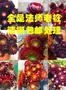 新手试种多肉法师老桩黑法师万圣节黑铜壶红覆轮赤霞飞法师组合