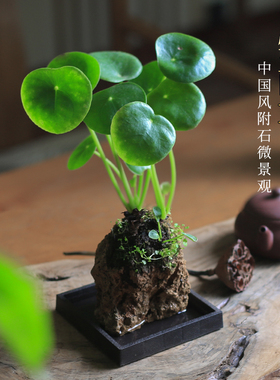 镜面草水培假山附石盆栽桌面创意微景观绿植办公室禅意庭院室植物