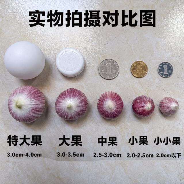 2026.紫皮独头大蒜干蒜大蒜头紫皮独蒜农产品特产新蒜晾晒1/3/5斤
