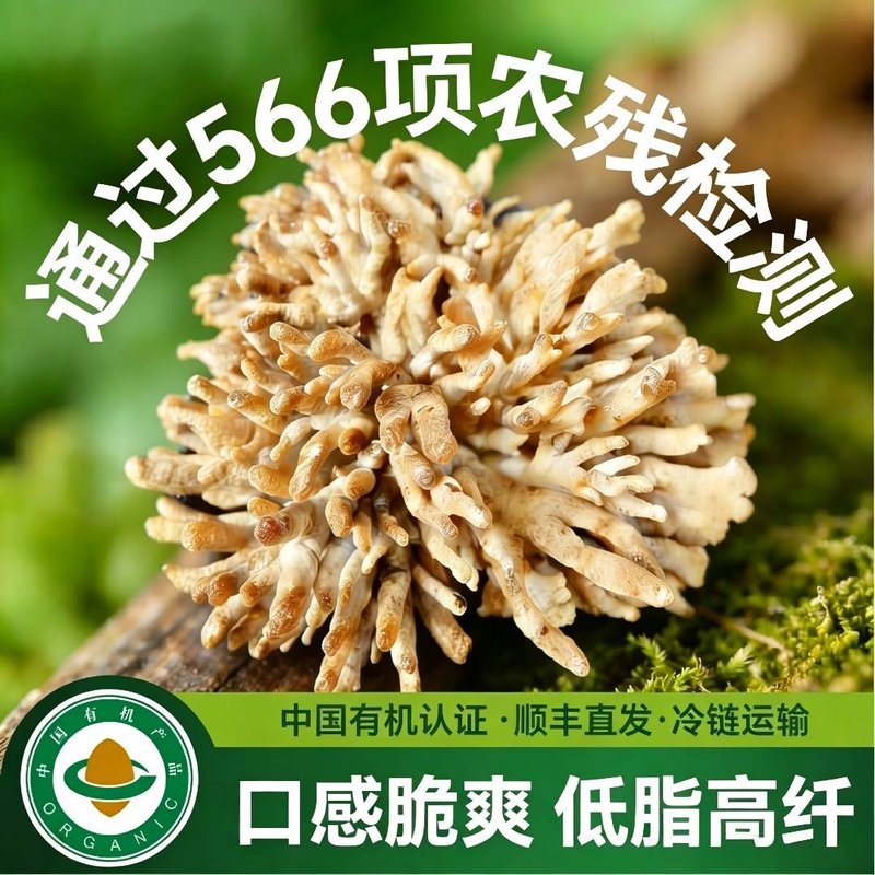 有机新鲜龙爪菇A级珊瑚菌猫爪菌火锅凉拌煲汤武夷山低脂健身菌菇