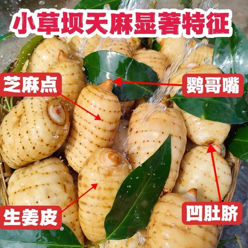 ()正宗昭通小草坝高山新鲜天麻滋补食用炖汤1斤3斤5斤