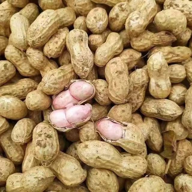 河南新鲜粉皮花生沙地带壳湿花生可水煮生吃带泥鲜花生3斤5斤