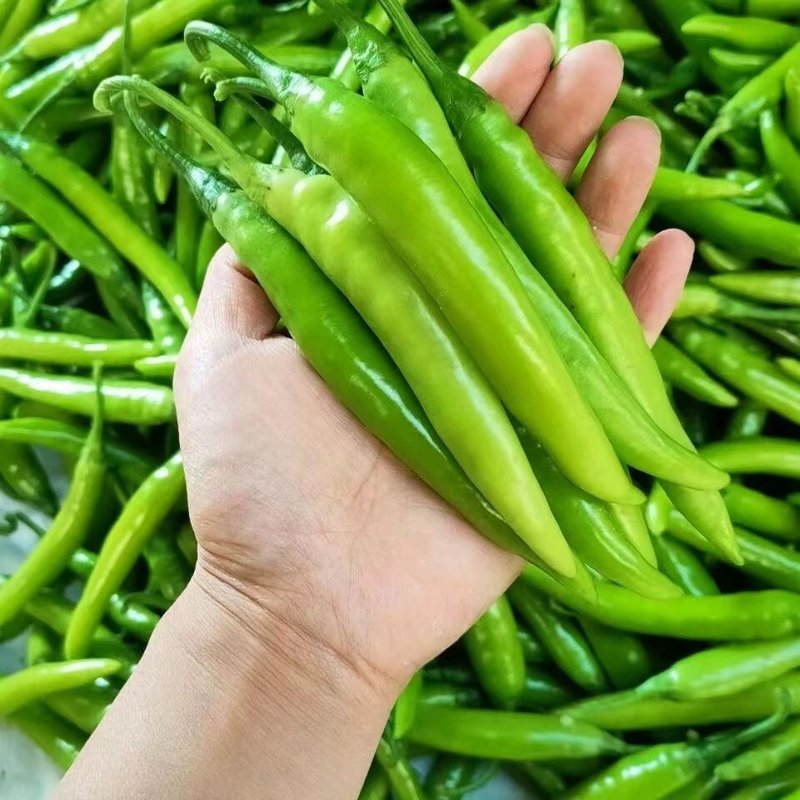 河南农家自种杭椒新鲜现摘现发特辣薄皮青椒可腌制炒菜