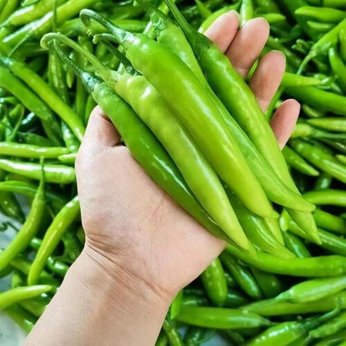 河南农家自种杭椒新鲜现摘现发特辣薄皮青椒可腌制炒菜