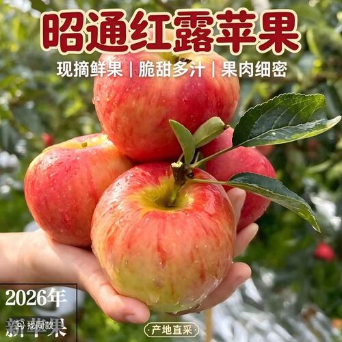 云南高原昭通丑苹果新鲜现摘脆甜多汁当季水果