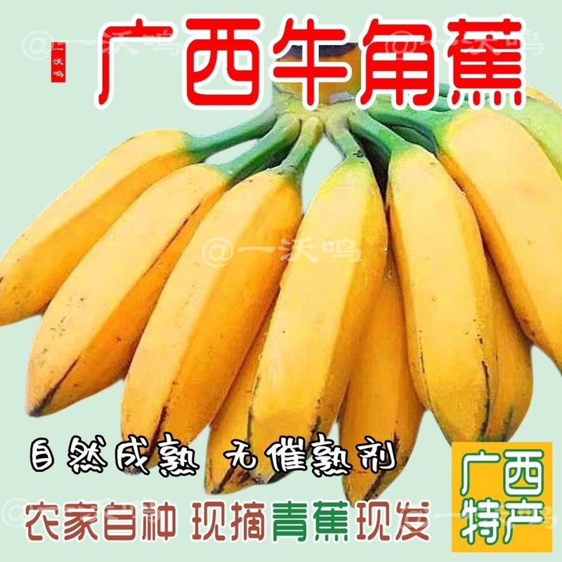 广西牛角蕉特产香蕉大芭蕉苹果蕉新鲜时令水果软糯香甜现摘现发