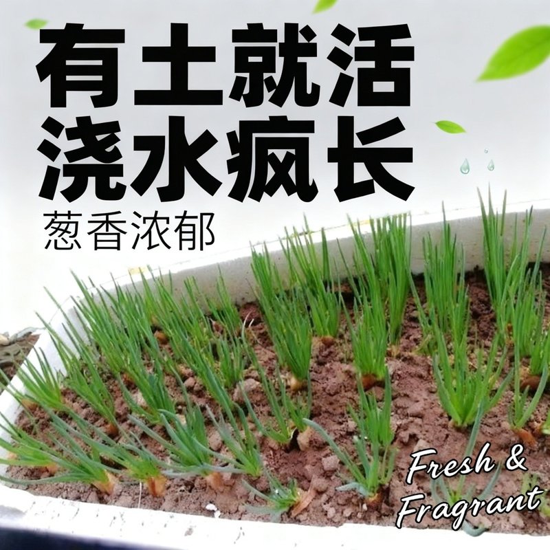 四季小香葱干红葱农家香葱头阳台院子火葱毛葱黄葱红葱头香葱头食