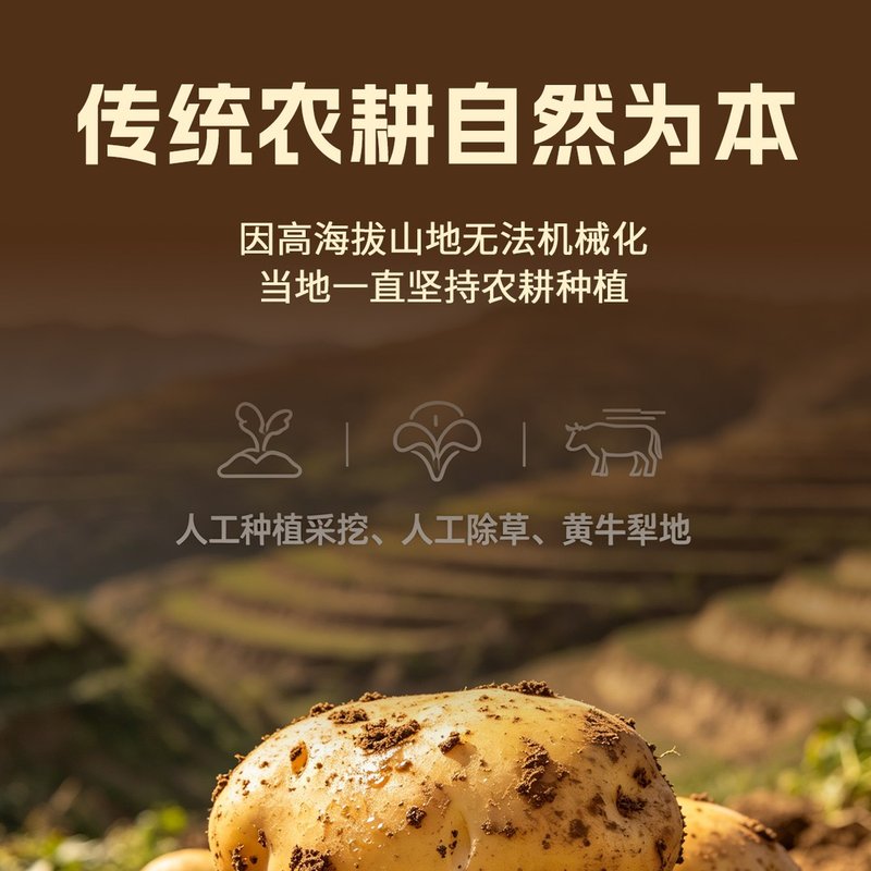 【助农】甘肃定西马铃薯沙糯粉面开花土豆黄皮黄心粉面马铃净重发