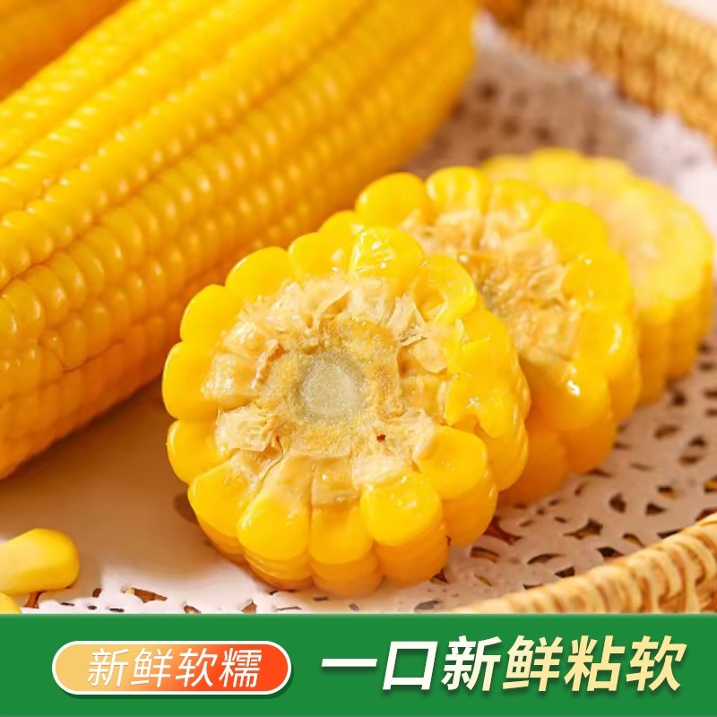【吉林网助农】黄糯新玉米香甜软糯东北吉林黏苞米鲜食玉米早餐代
