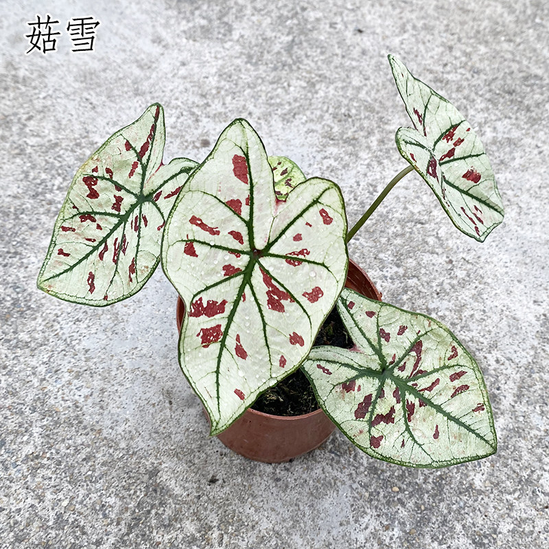 彩叶芋盆栽苗飞溅 甜心 粉黛 茹雪室内花叶夏日微风 彩叶竹芋植物